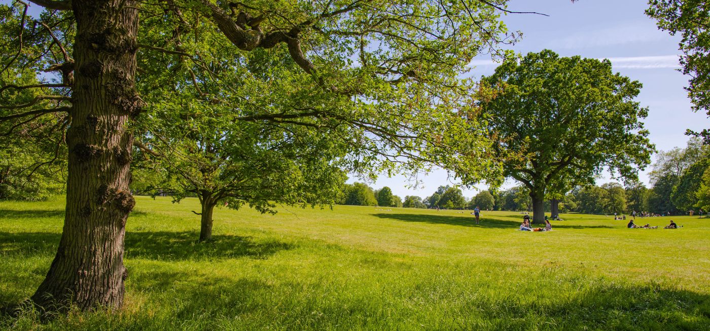 Hylands Park on a sunny day. People are picnicking on the green grass.