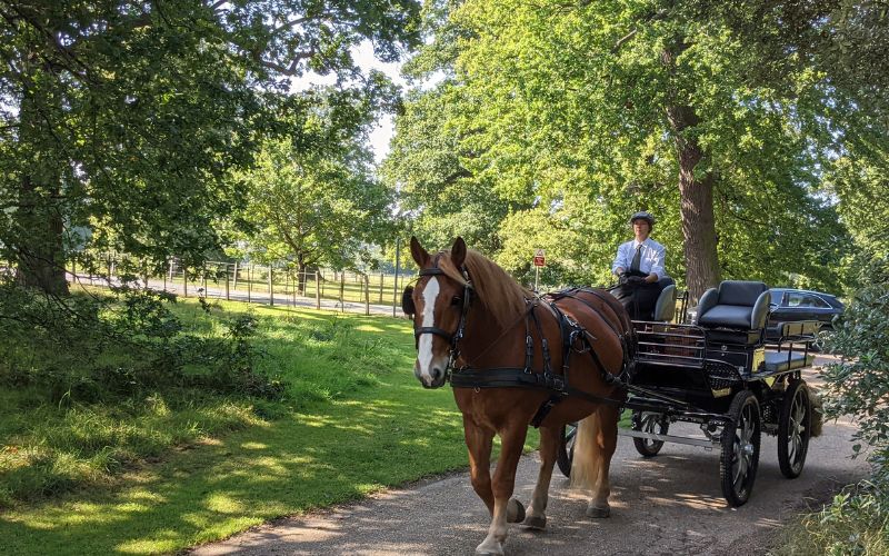 The Hawthorn Heavy Horses carriage going through Hylands Park.