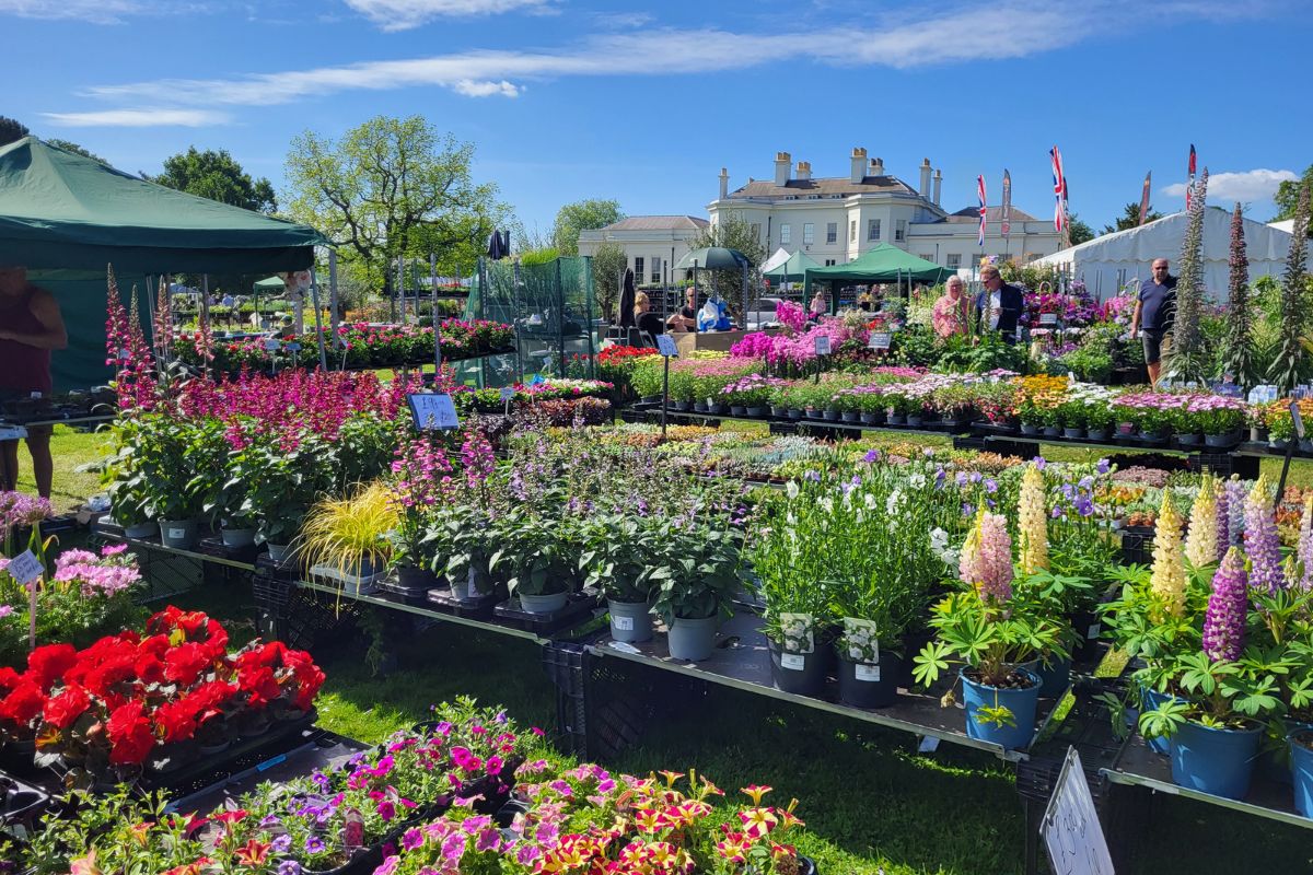 Various plants for sale on Hylands Back Lawn during the National Flower Show.