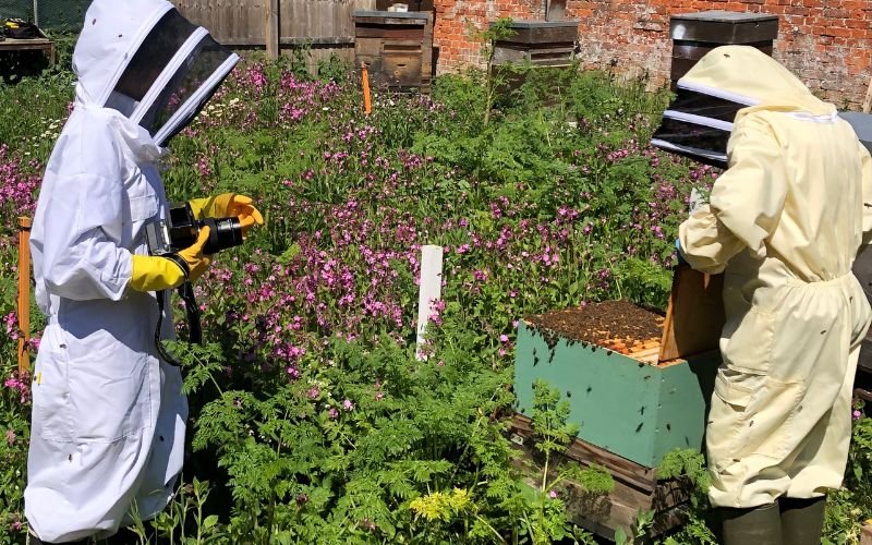 Two members of the Chelmsford Beekeepers checking on a bee hive. The hive is surrounded by purple flowers.