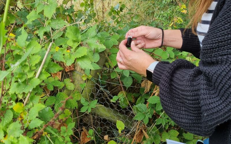 Hands holding a small geocaching capsule surrounded by bushes.