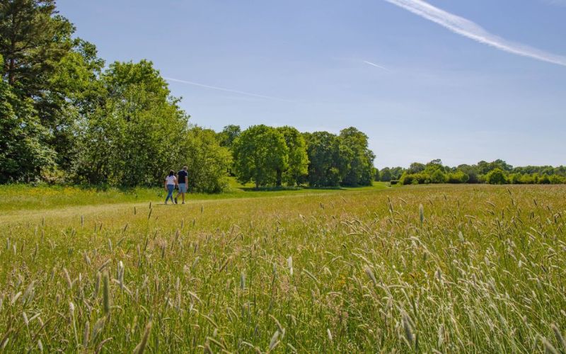 A couple walking through the fields of Hylands Estate.