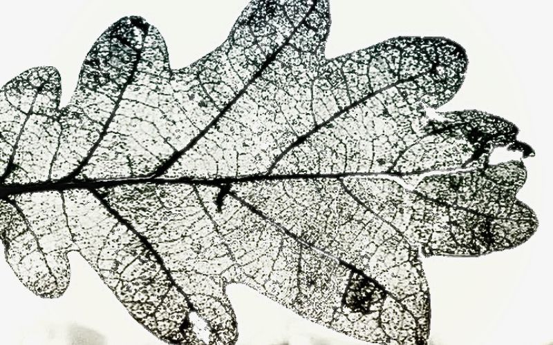 creative therapy natural found objects A fallen leaf used as a piece of artwork.